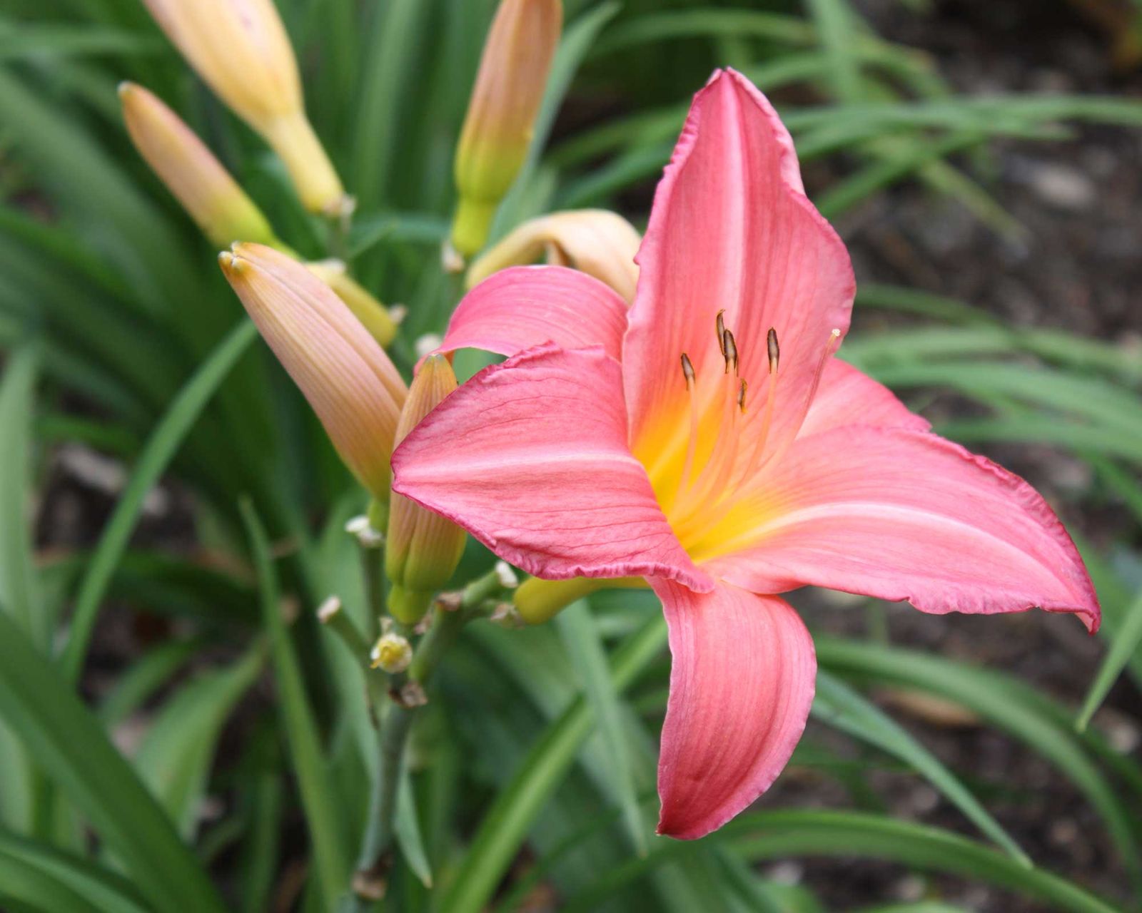 Best Edible Flowers: 23 Types To Try | Gardeningetc