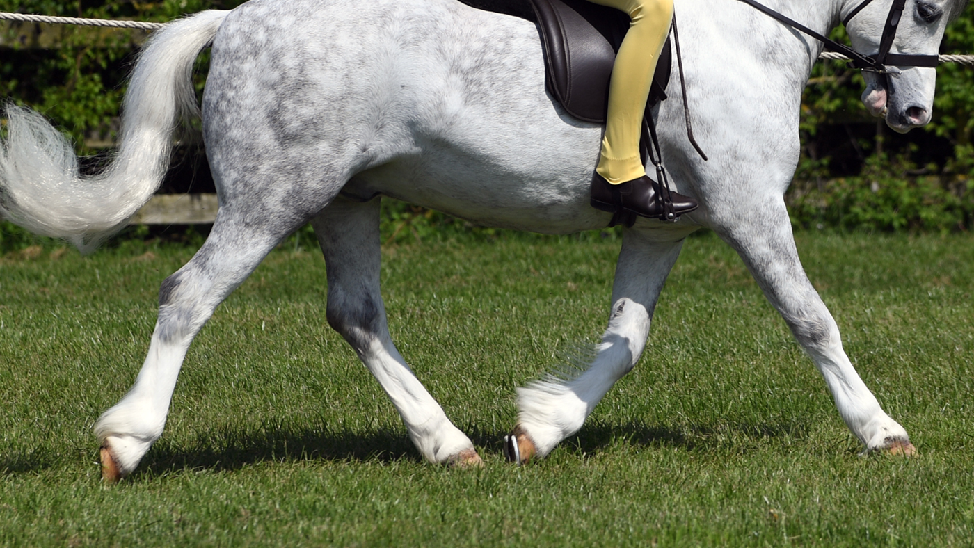 horse legs showing