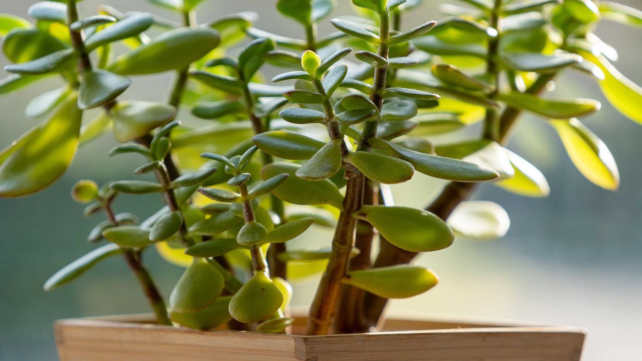 Close-up of healthy jade plant leaves