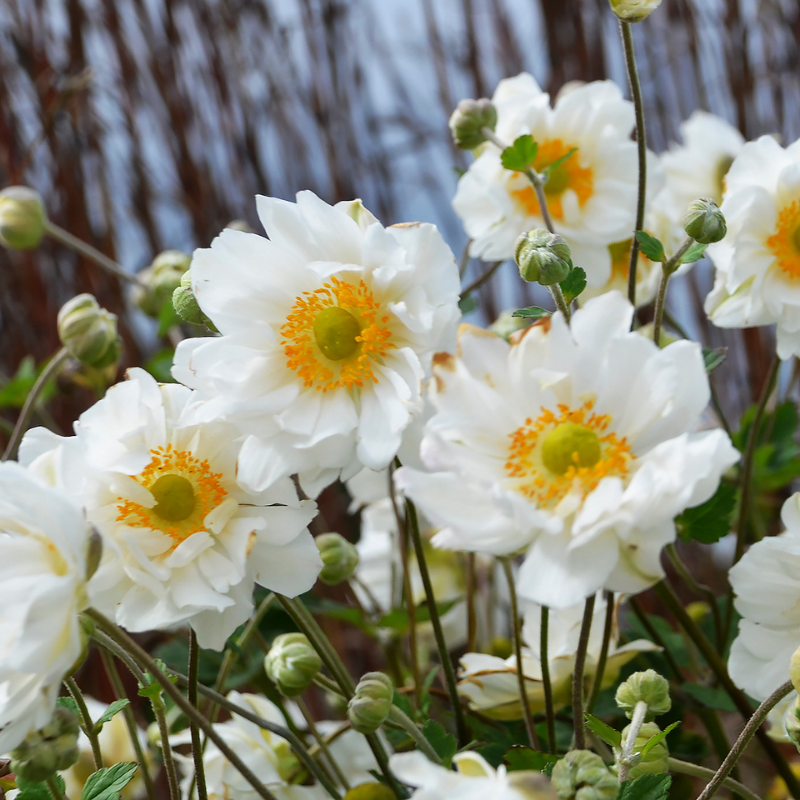 Whirlwind Japanese Anemone