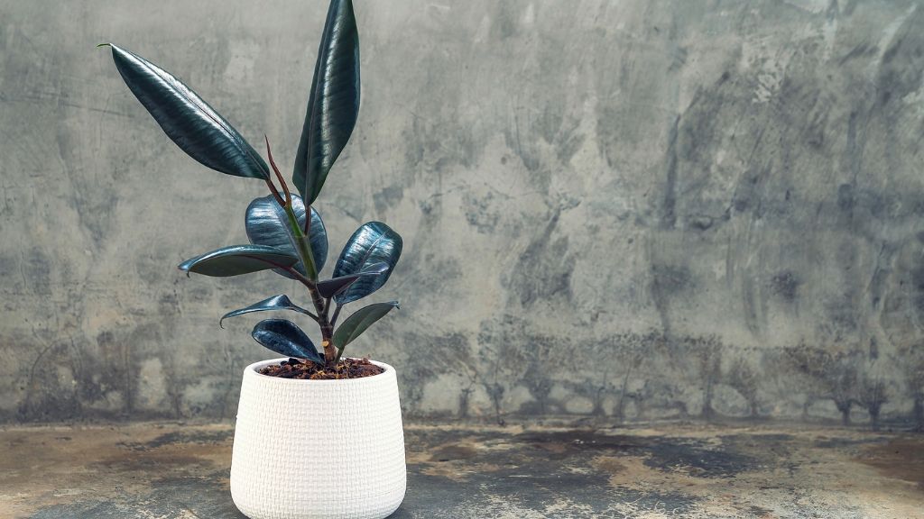 A potted rubber plant