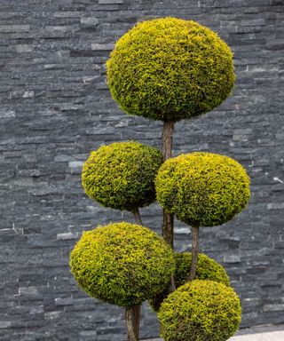Cloud pruned small tree with grey background