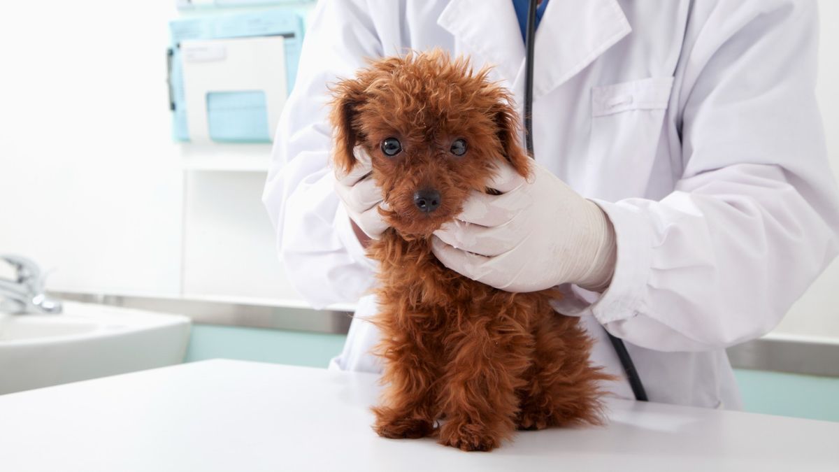 Dog dna test in veterinarian&#039;s office