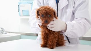Dog dna test in veterinarian's office