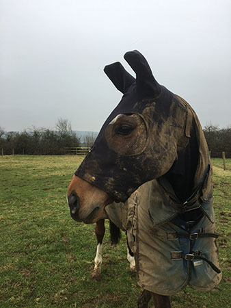 The Giant Bolster