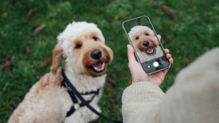 Person taking a photo of a small dog on a phone