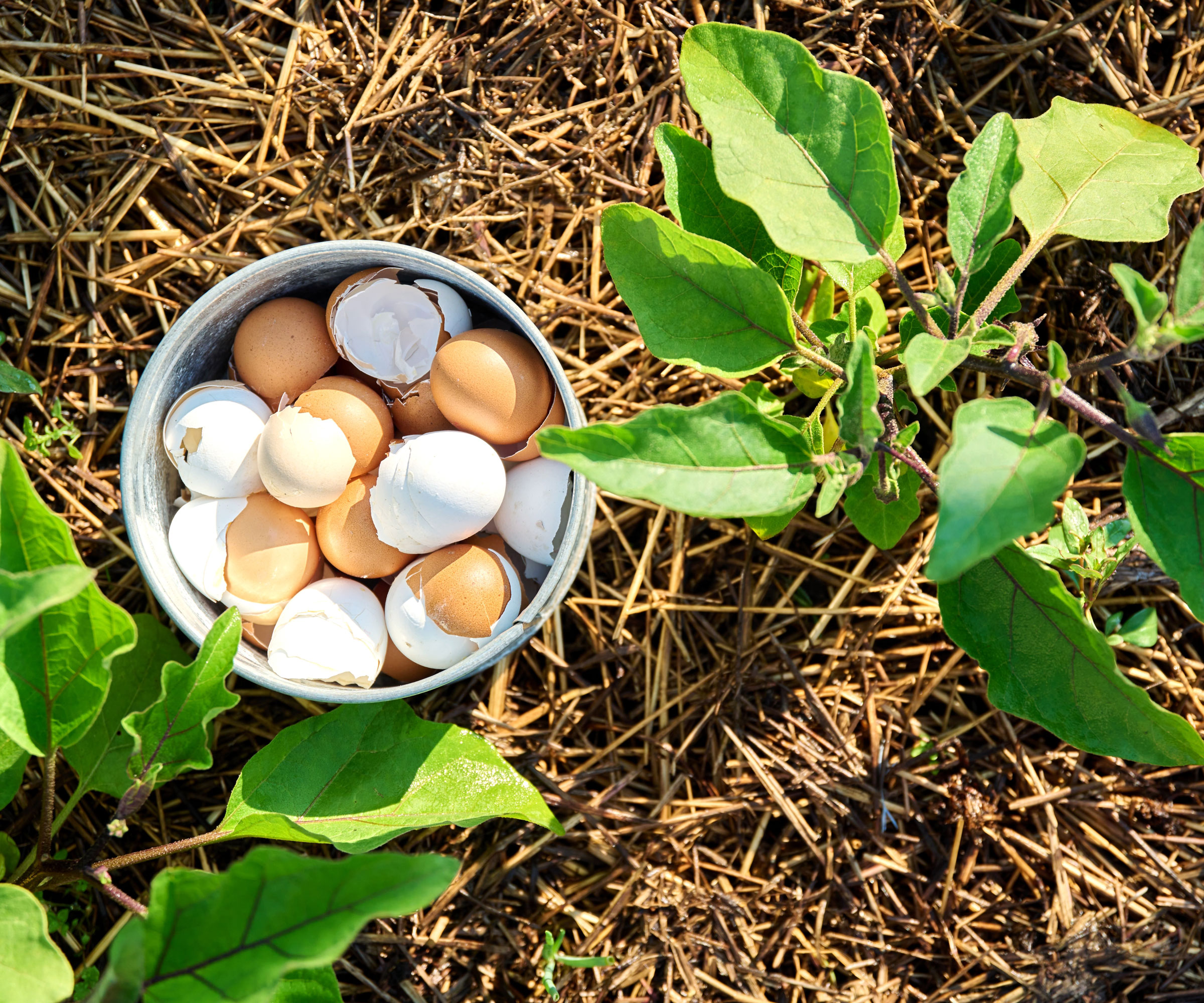 eggshells in bowl in garden near plants