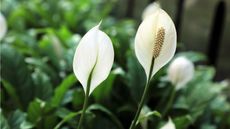 Peace lily outdoors