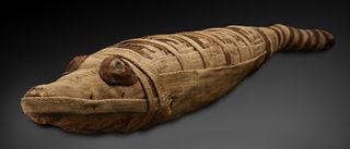 A baby crocodile was intricately wrapped and buried as an offering in an Egyptian tomb.