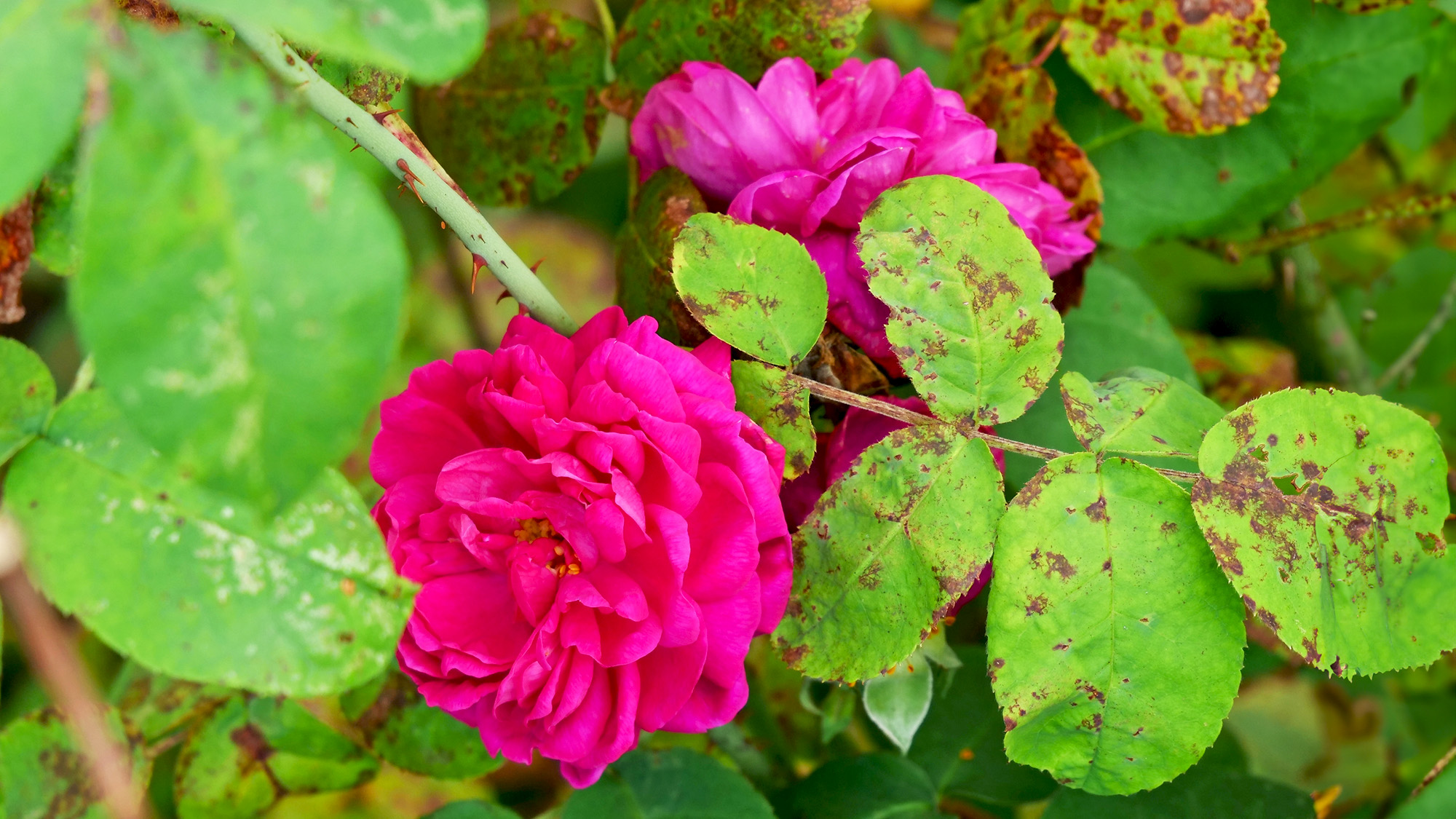 Rose plant showing pink flowers and green leaves affected by black spot disease