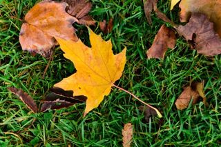 8 tips for shooting autumn leaves
