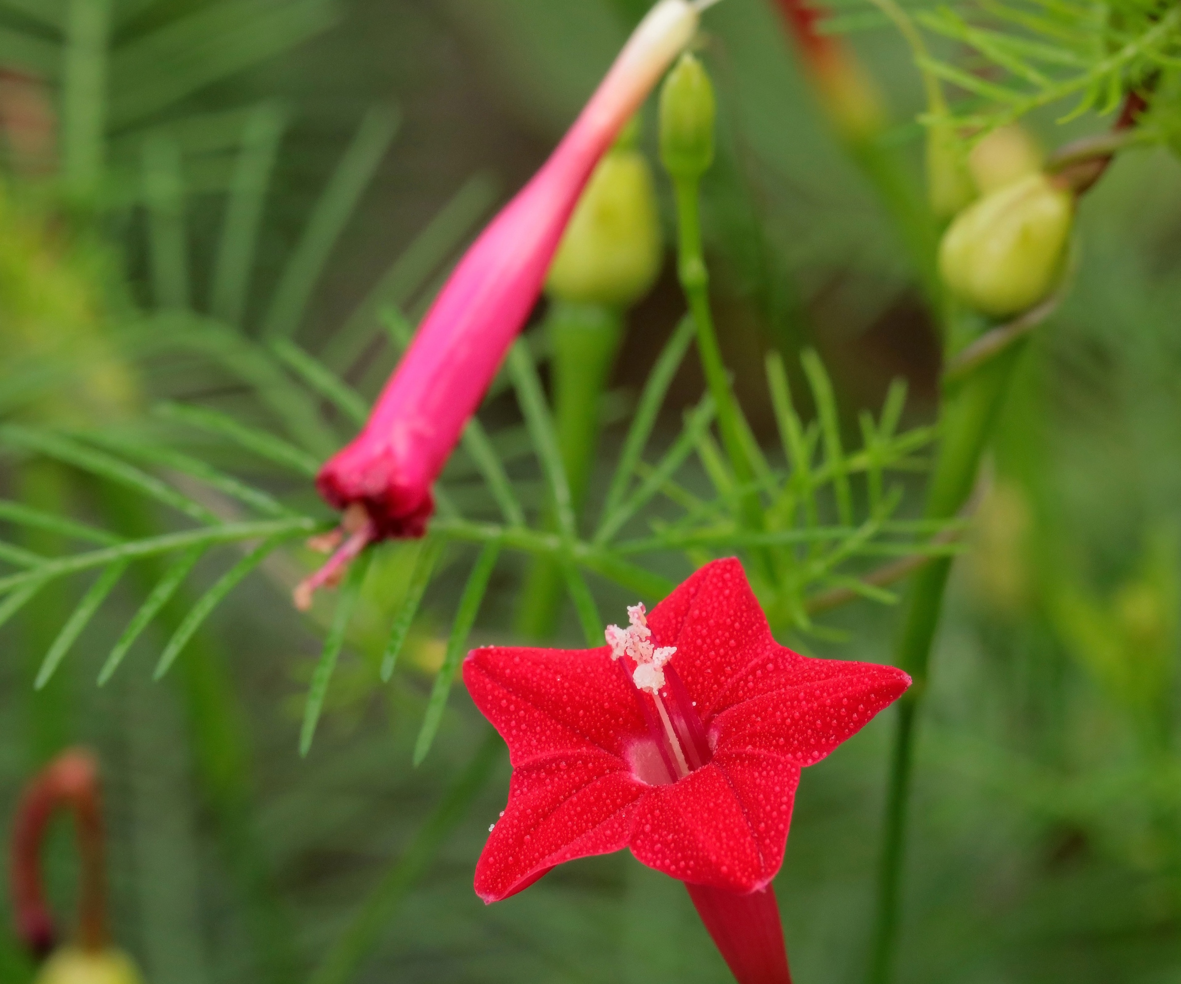 Red flowers of the cardinal creeper vine, Ipomoea × multifida