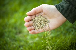 sowing grass seed