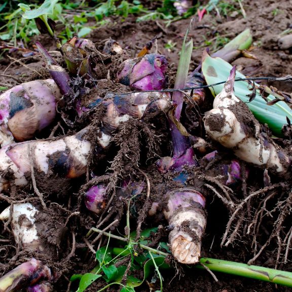 Can I Grow Canna? | Gardening Know How