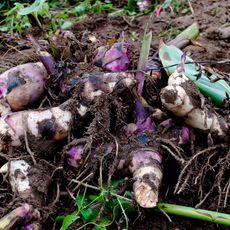 Canna bulbs