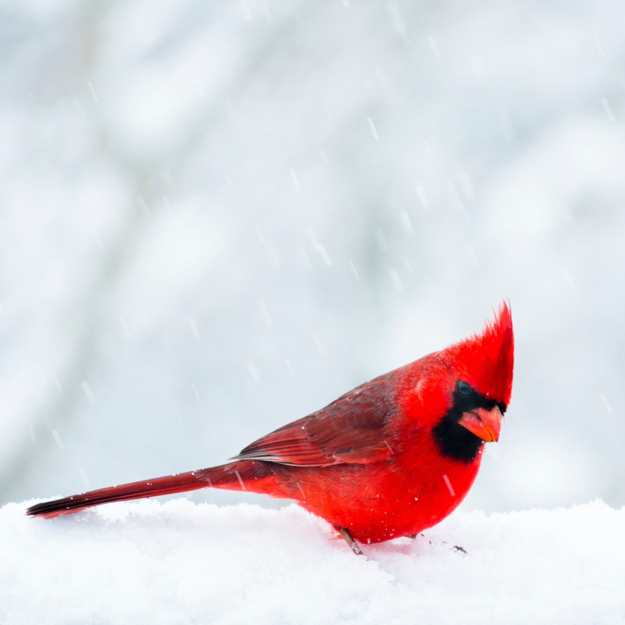 Cardinal Bird Sitting in the Snow During a Snow Storm