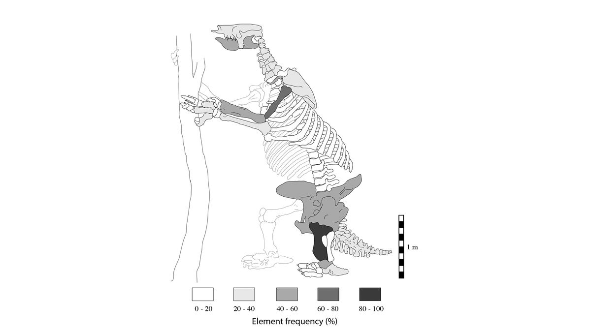 Bones found in Tanque Loma represent 22 sloths; adults and juveniles.