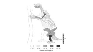 Bones found in Tanque Loma represent 22 sloths; adults and juveniles.
