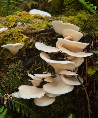 oyster mushrooms growing on a tree stump