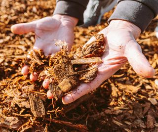 hands and wood chip mulch