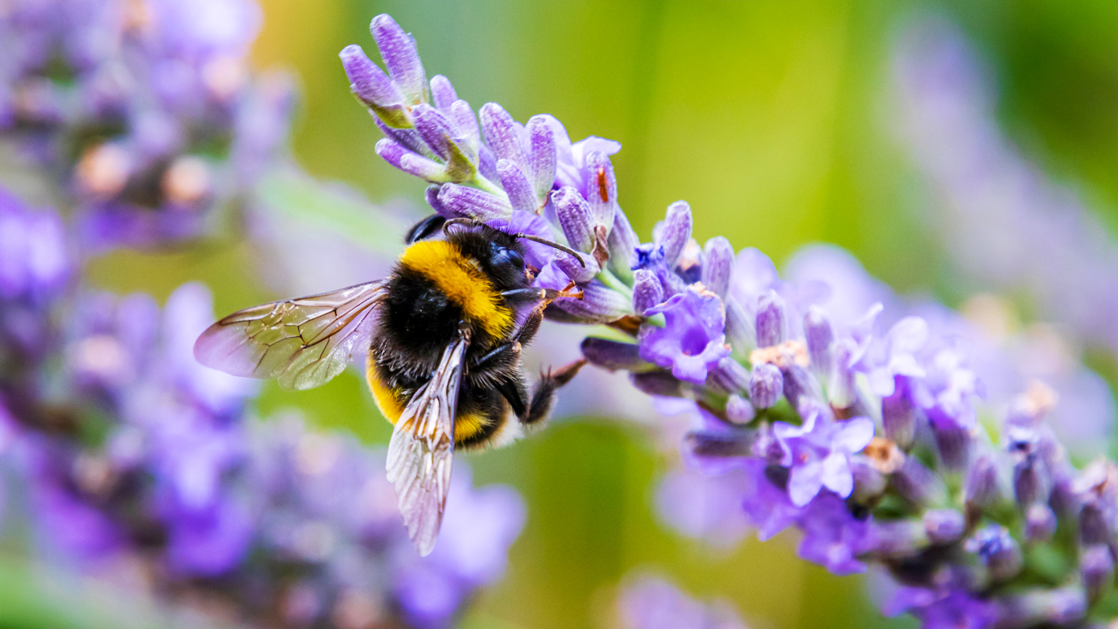 Bumblebee on lavender plant