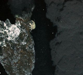 Yeti crabs on an Antarctic vent.