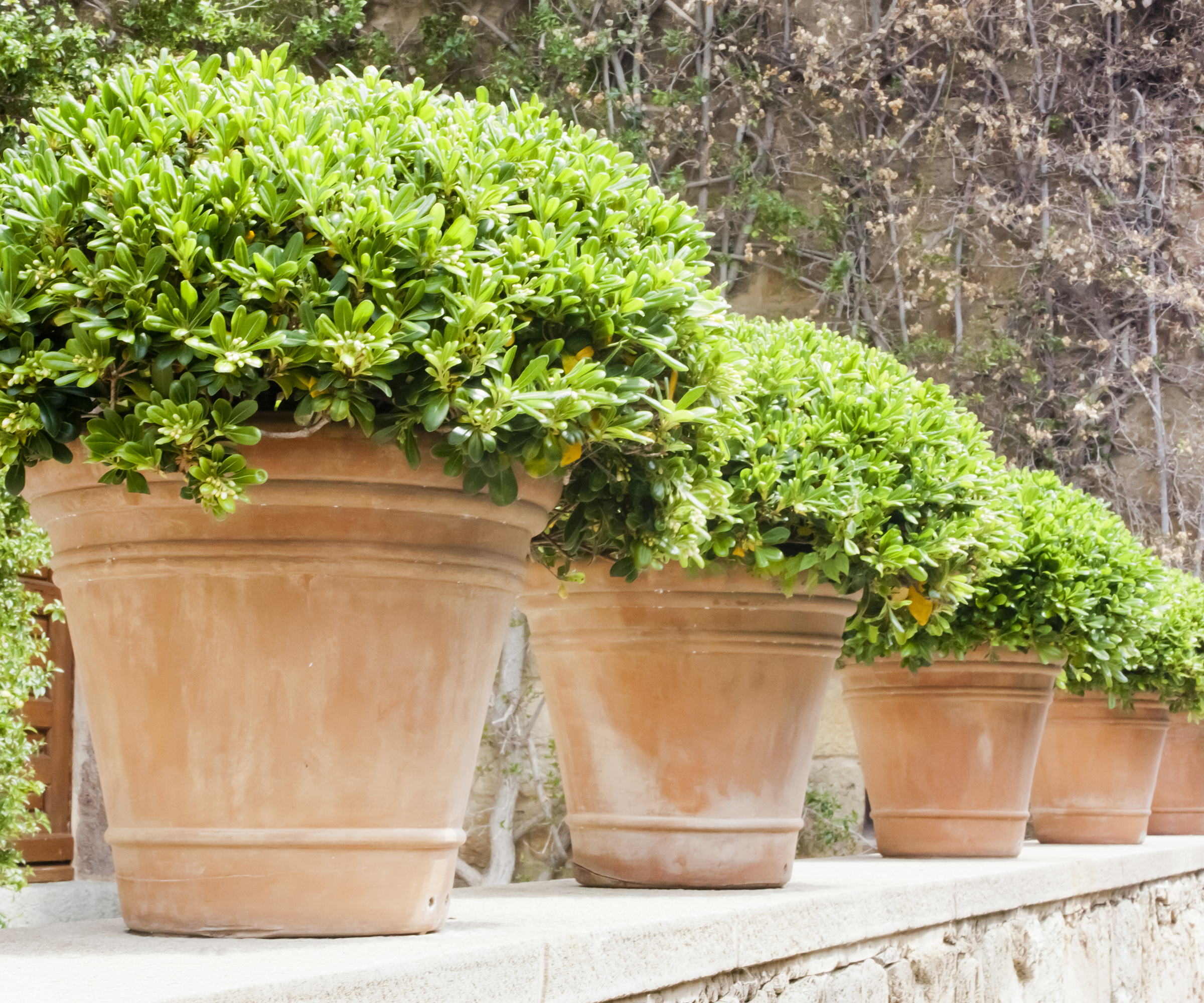 Terracotta plant pots lined up in a row on a garden wall, planted with mock orange