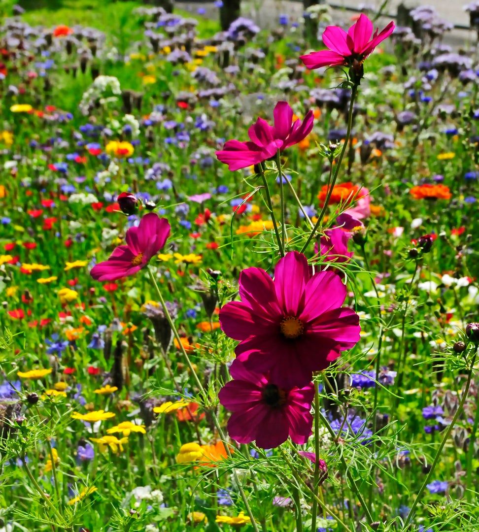 native fertilizer