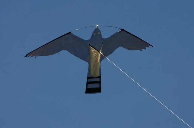 Hawk kite