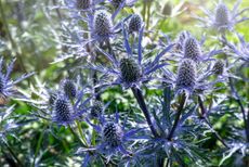 True blue: the vibrant flowers of the sea holly Eryngium x zabelii ‘Big Blue’ are as impressive as the discontinued ‘Blue Waves’.