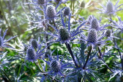 True blue: the vibrant flowers of the sea holly Eryngium x zabelii ‘Big Blue’ are as impressive as the discontinued ‘Blue Waves’.