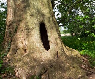 Hollow tree in a woodland