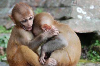 hugging monkeys