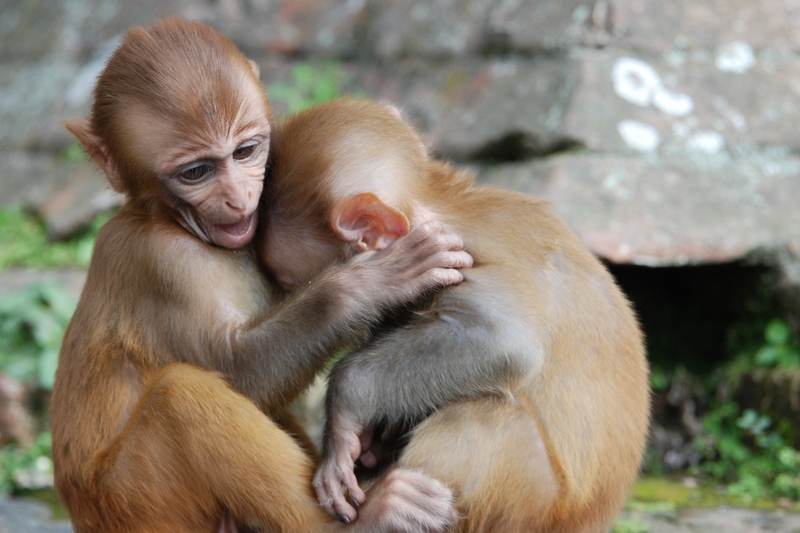 hugging monkeys