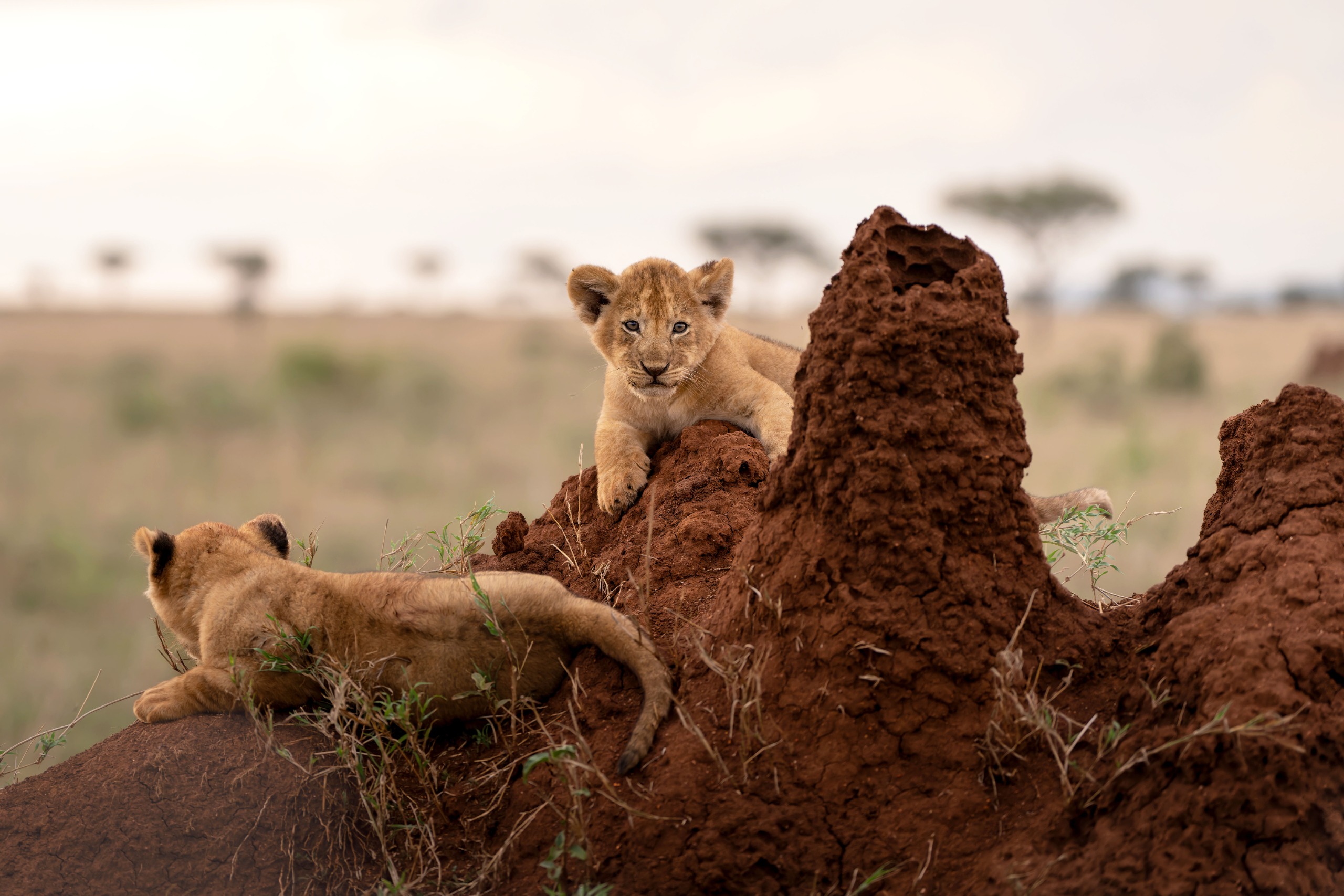 Two lion cubs playing on a termite mound