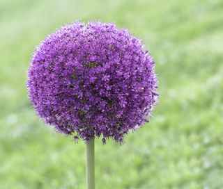 Allium giganteum flower