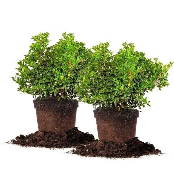 5 of the best shrubs for winter berries Livingetc