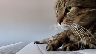 Cat sat on Leesa Original Mattress