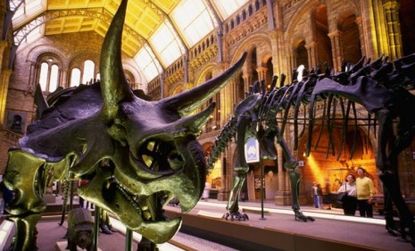 A dinosaur exhibit at the Natural History Museum in New York: A three-horned triceratops fossil found in Montana proves that dinosaurs died as a result of an abrupt global disaster, scientist
