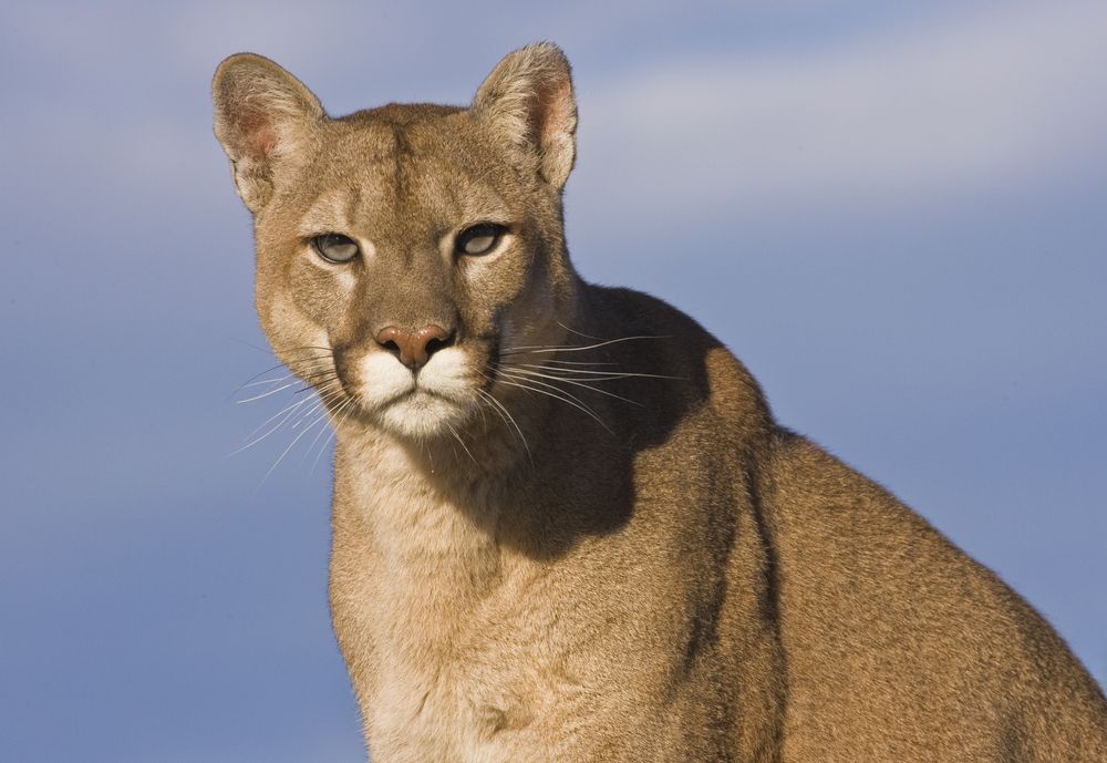 panther prowling black mountain lion