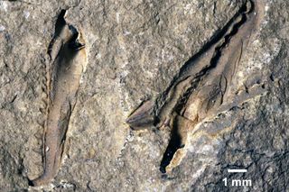 The fossil jaws of Websterorion armstrongi, a 400-million-year-old giant marine worm named after a paleontologist and a death-metal bassist.