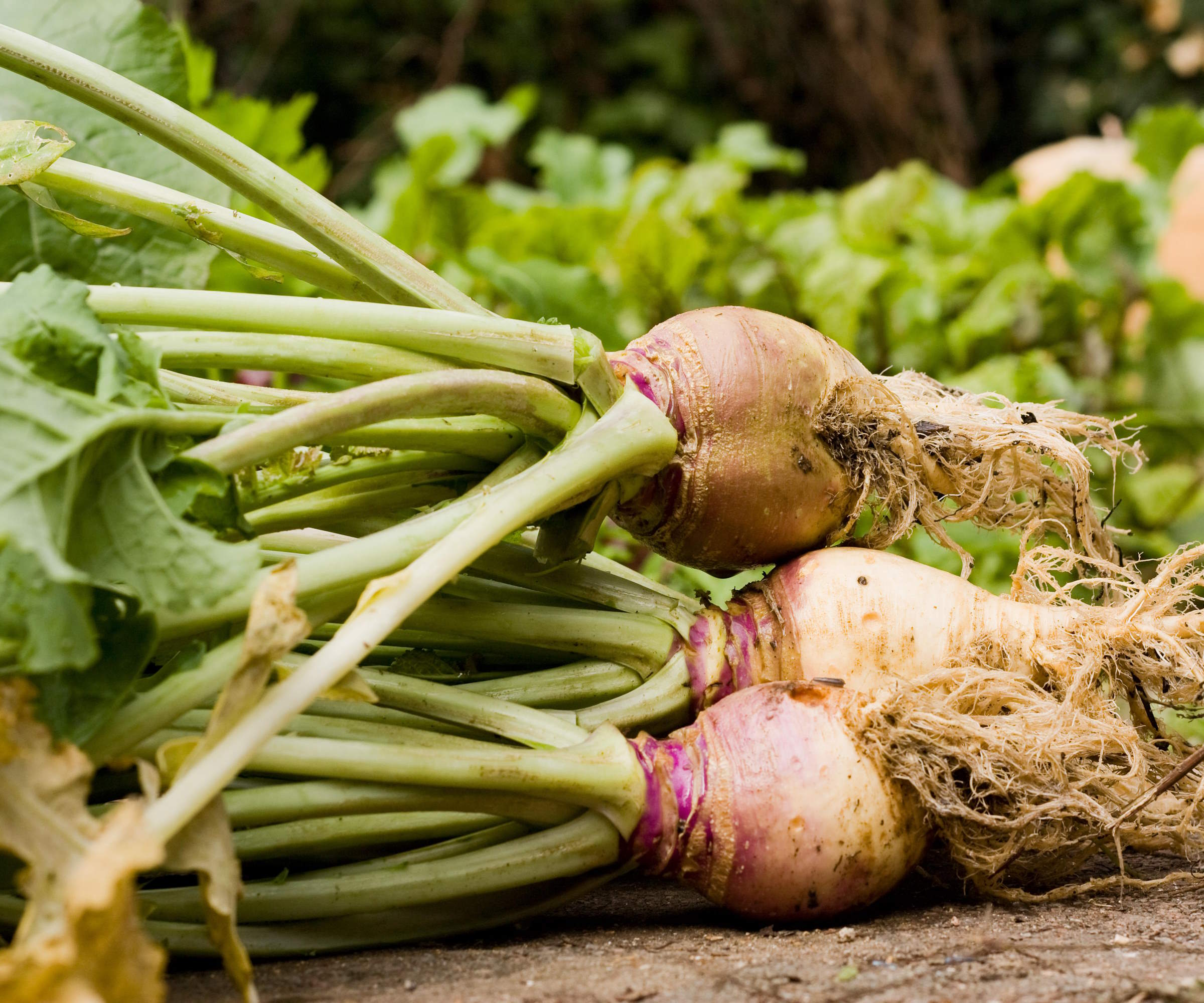 When to harvest rutabaga for the most flavorful roots,…