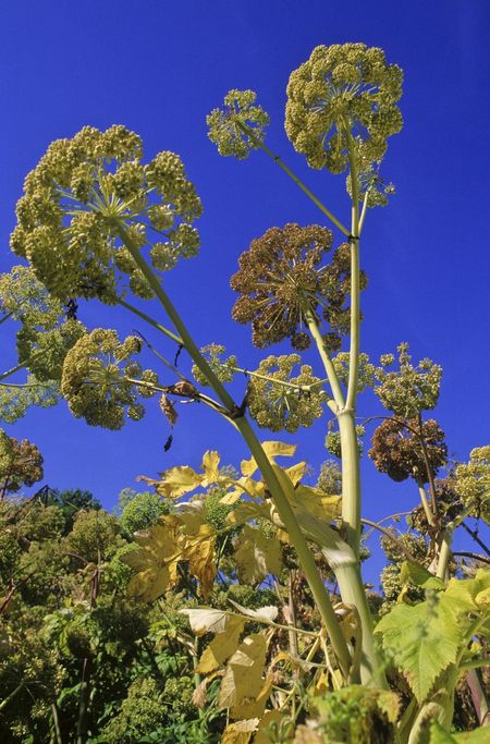 cutting angelica