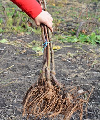 Gardener decides where to plant bare-root fruit trees