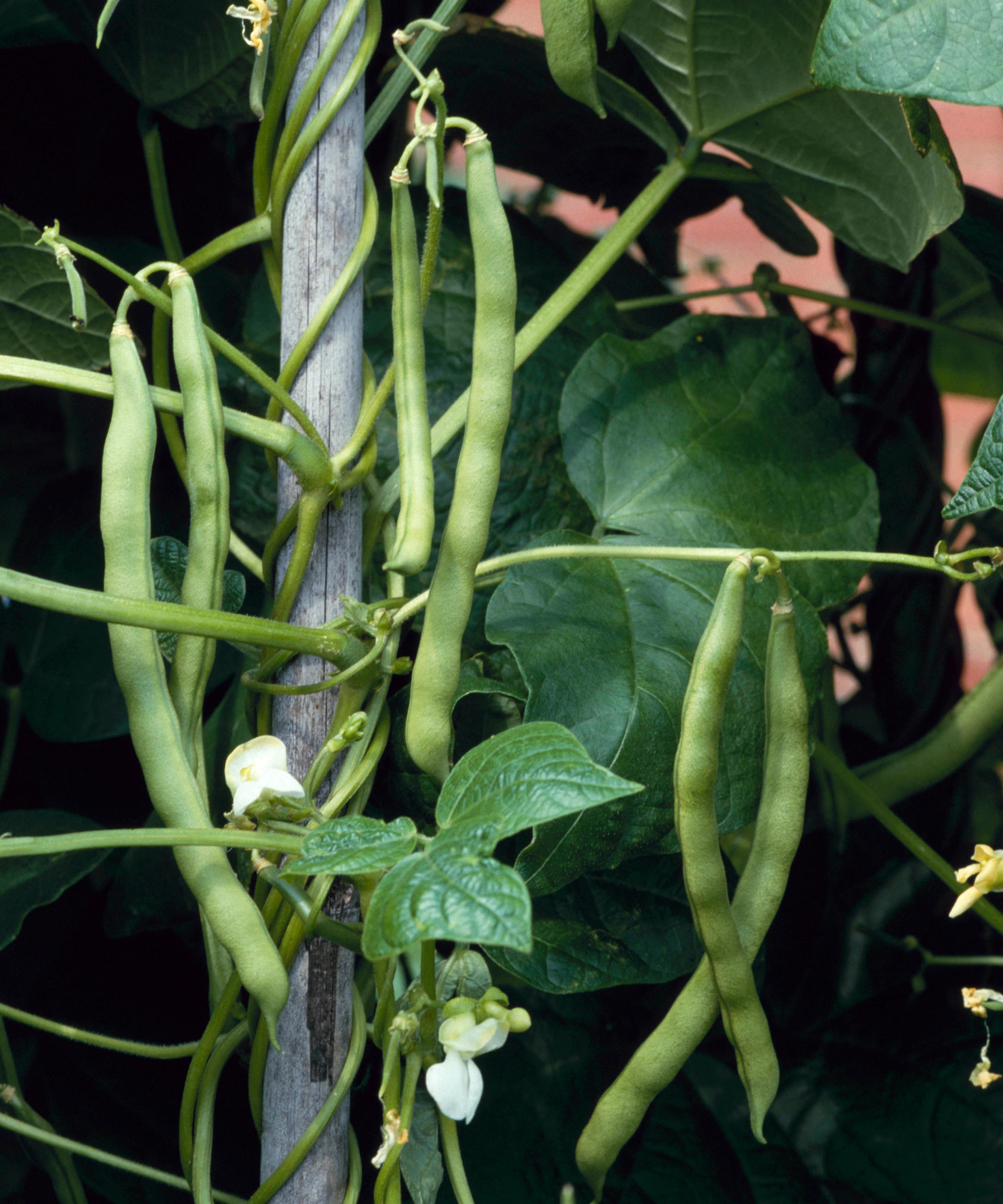 How to grow French beans: our complete growing guide | GardeningEtc