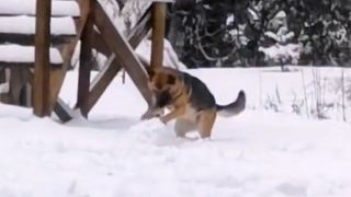 German Shepherd builds snowman