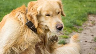safest flea treatment for dogs