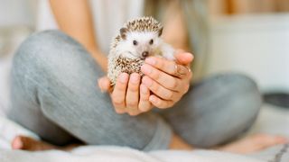 Woman holding hedgehog