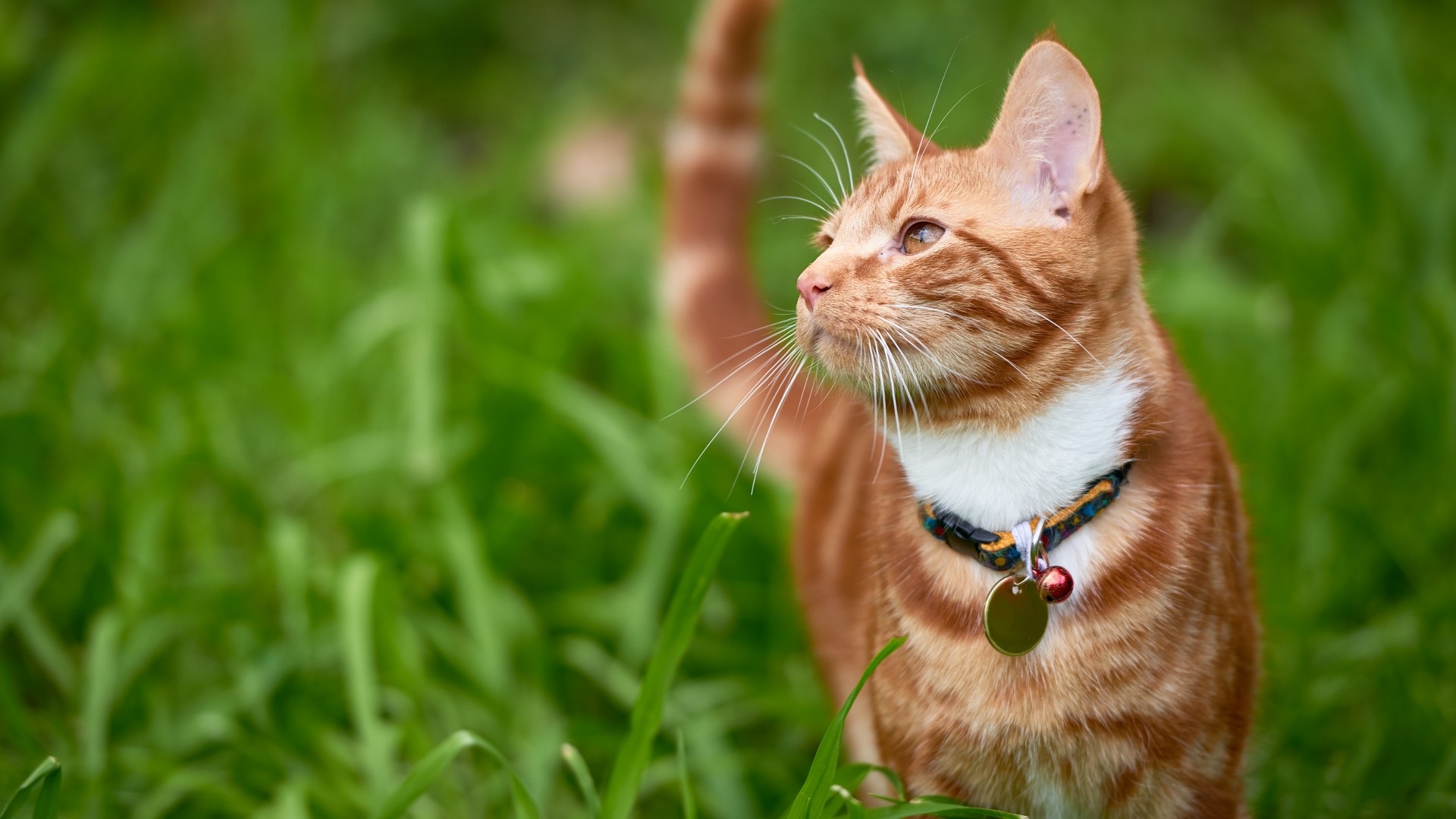 cat in a collar