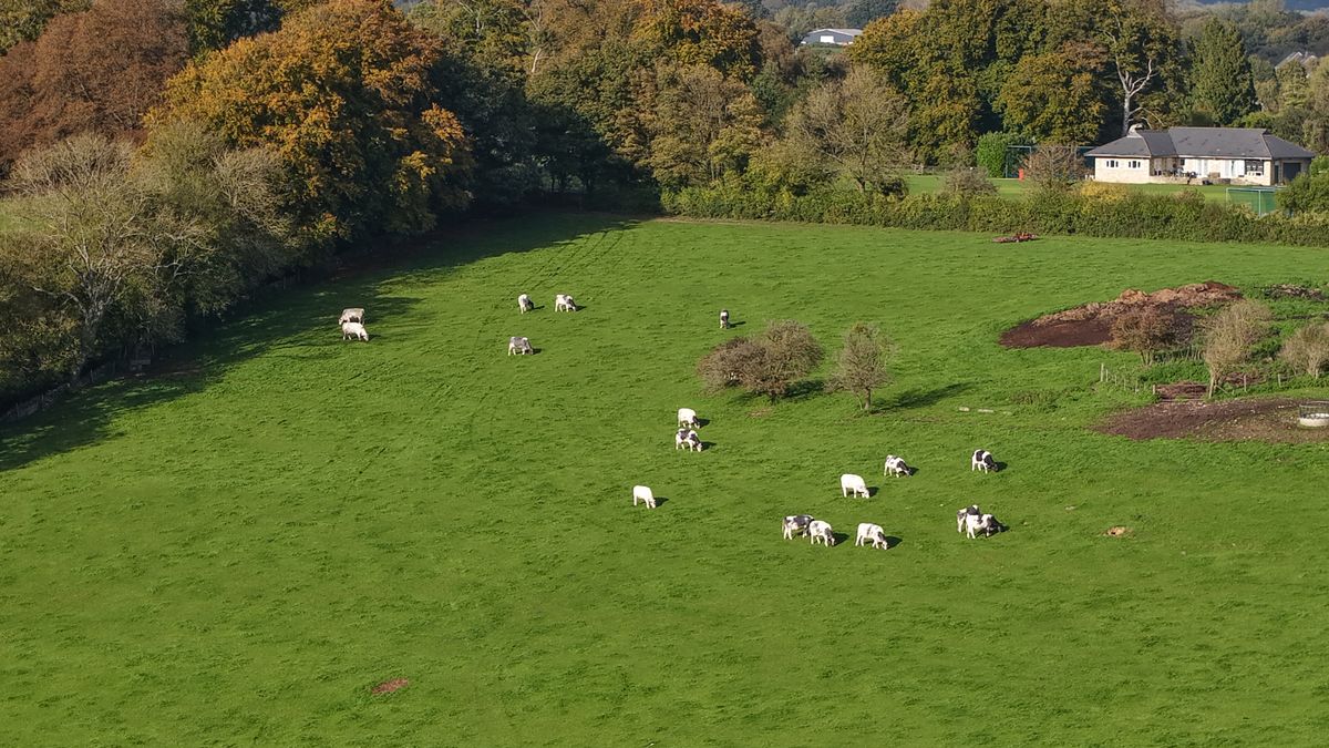 A shot of cows in a distant field, taken with a DJI Air 3S drone